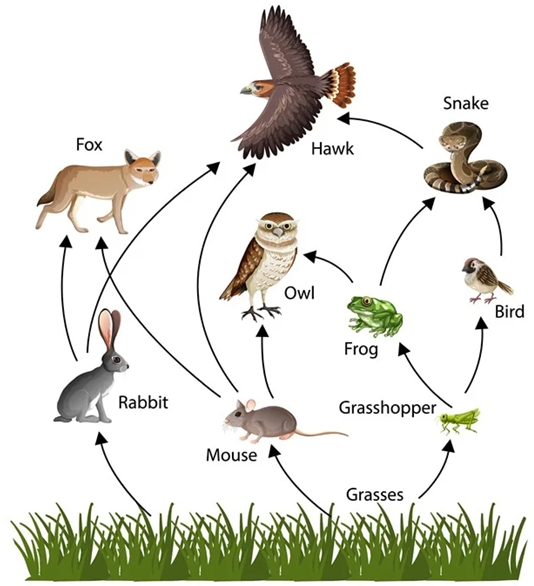 food web on land